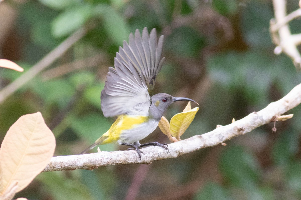 Gray-hooded Sunbird - Andrew Marden
