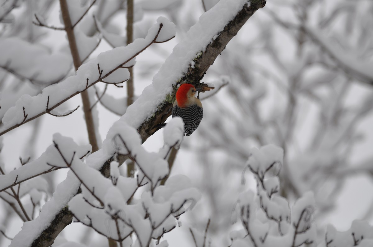 Red-bellied Woodpecker - ML614154890