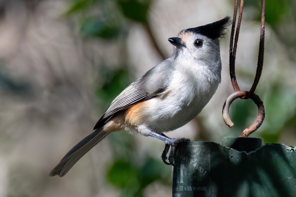 Black-crested Titmouse - ML614154927