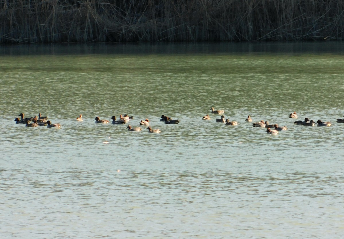 Green-winged Teal - ML614154972