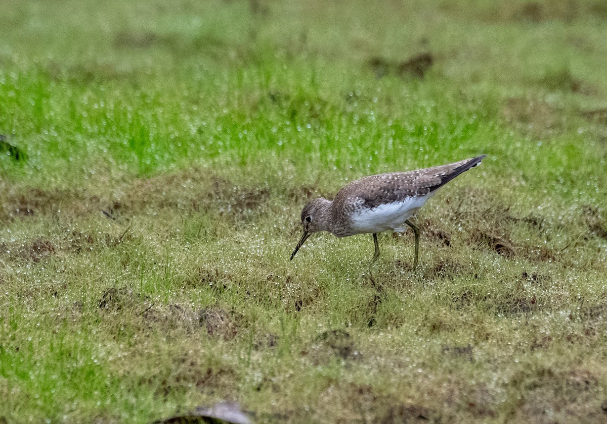 Solitary Sandpiper - Marilyn White