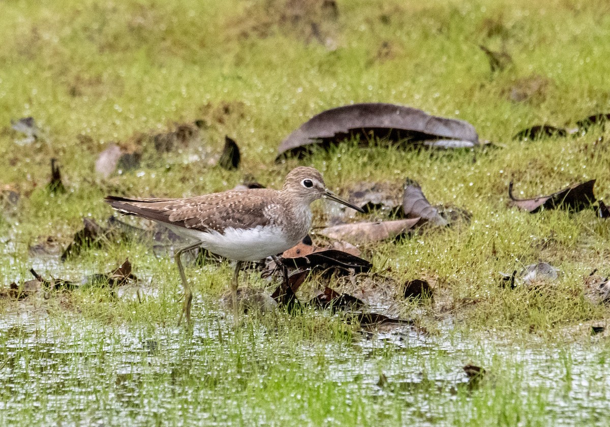 Solitary Sandpiper - ML614154976