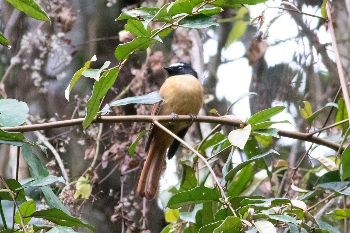 Black-and-cinnamon Fantail - Andrew Marden