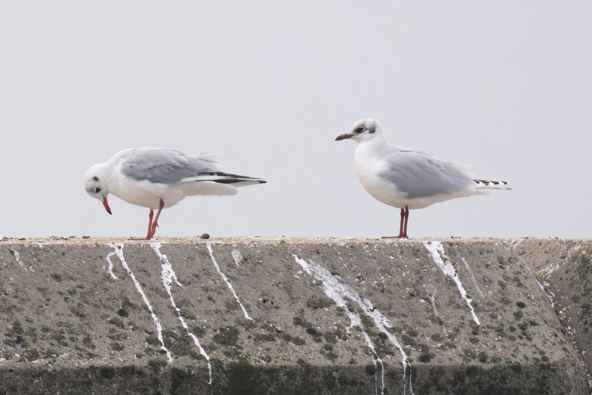 Black-headed x Mediterranean Gull (hybrid) - Vilhelm Fagerström