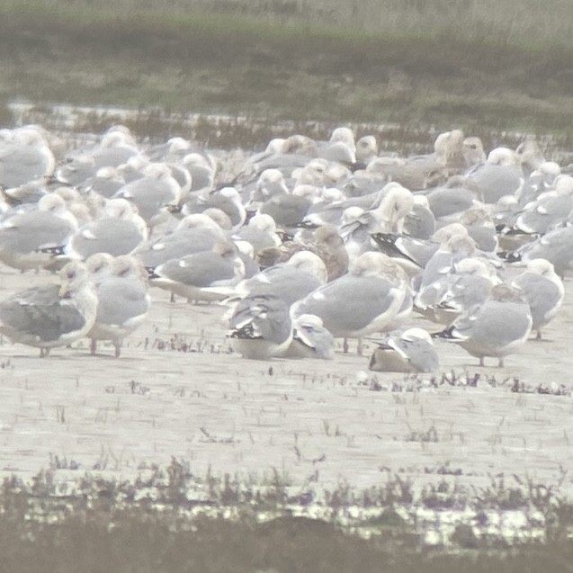 Glaucous Gull - ML614155126