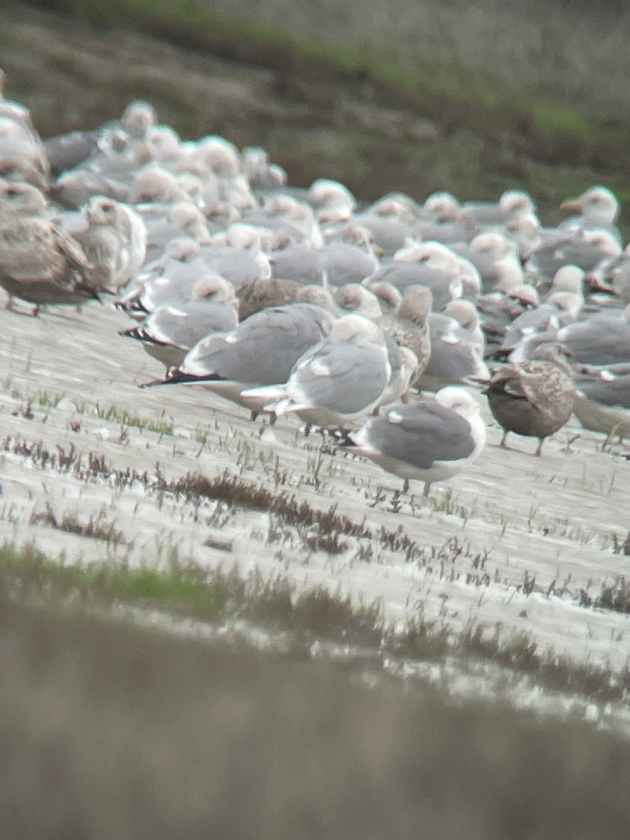 Glaucous Gull - ML614155128