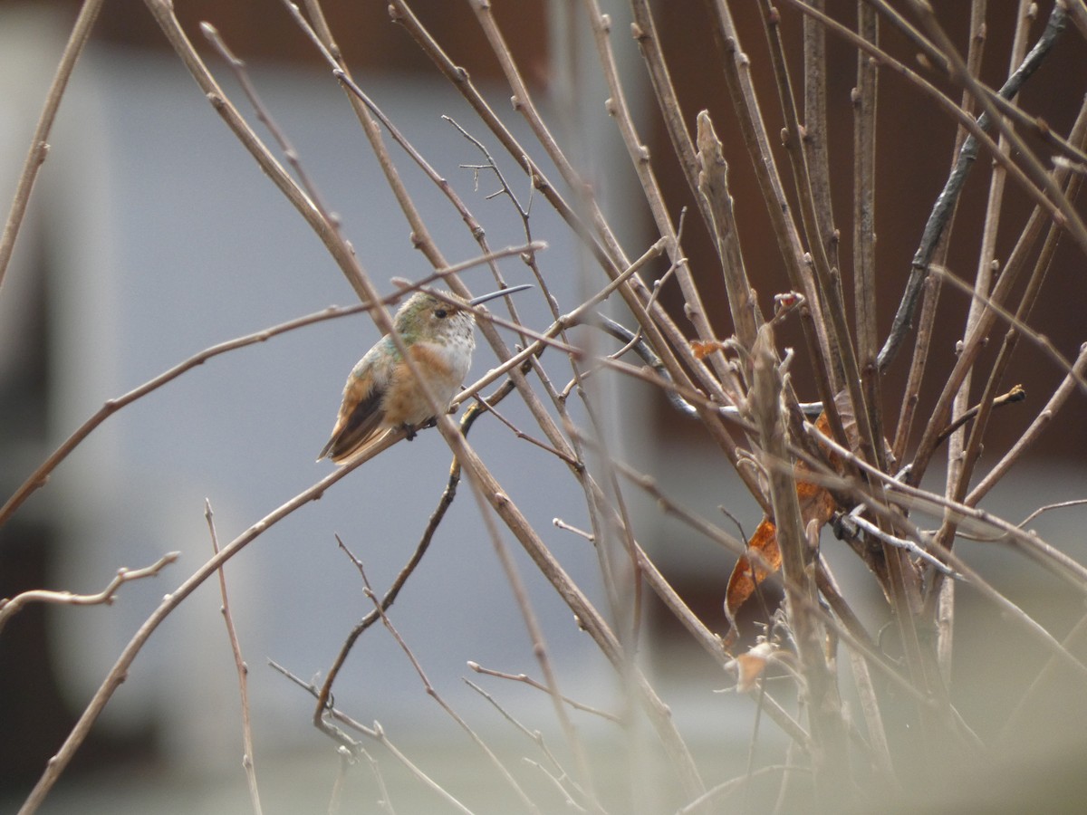 Rufous/Allen's Hummingbird - Thomas Meinzen