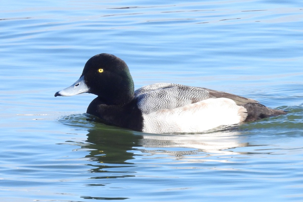 Greater Scaup - Joanne Muis Redwood