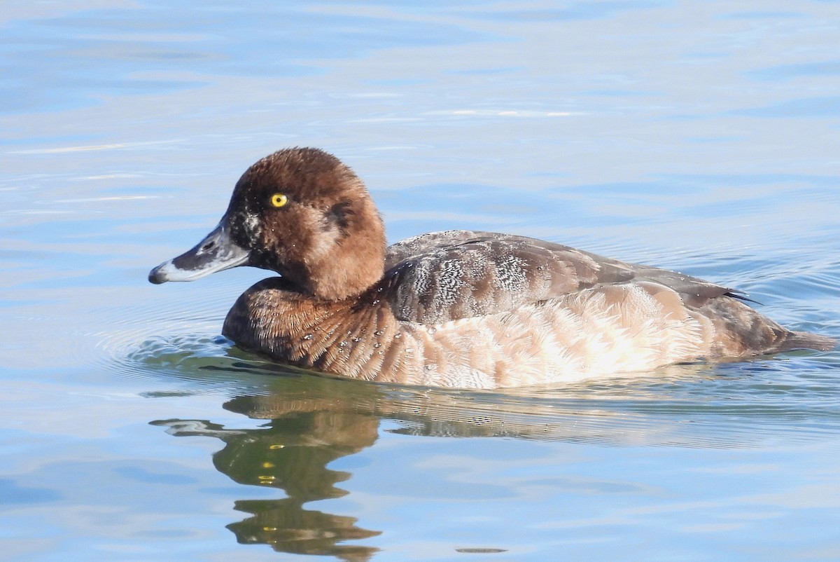 Greater Scaup - ML614155159
