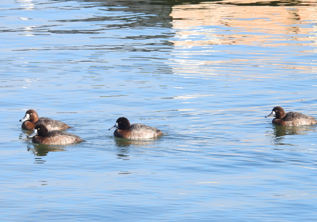 Greater Scaup - ML614155160