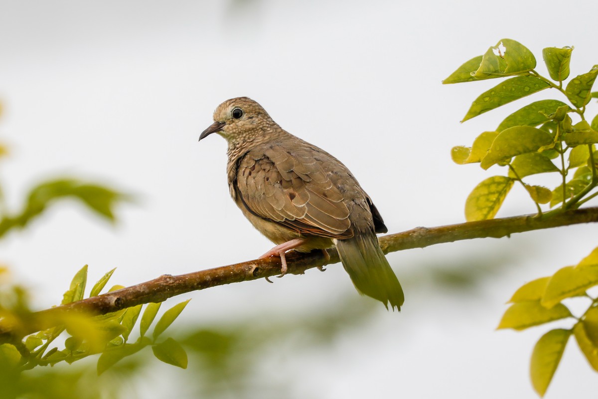 Common Ground Dove - ML614155268