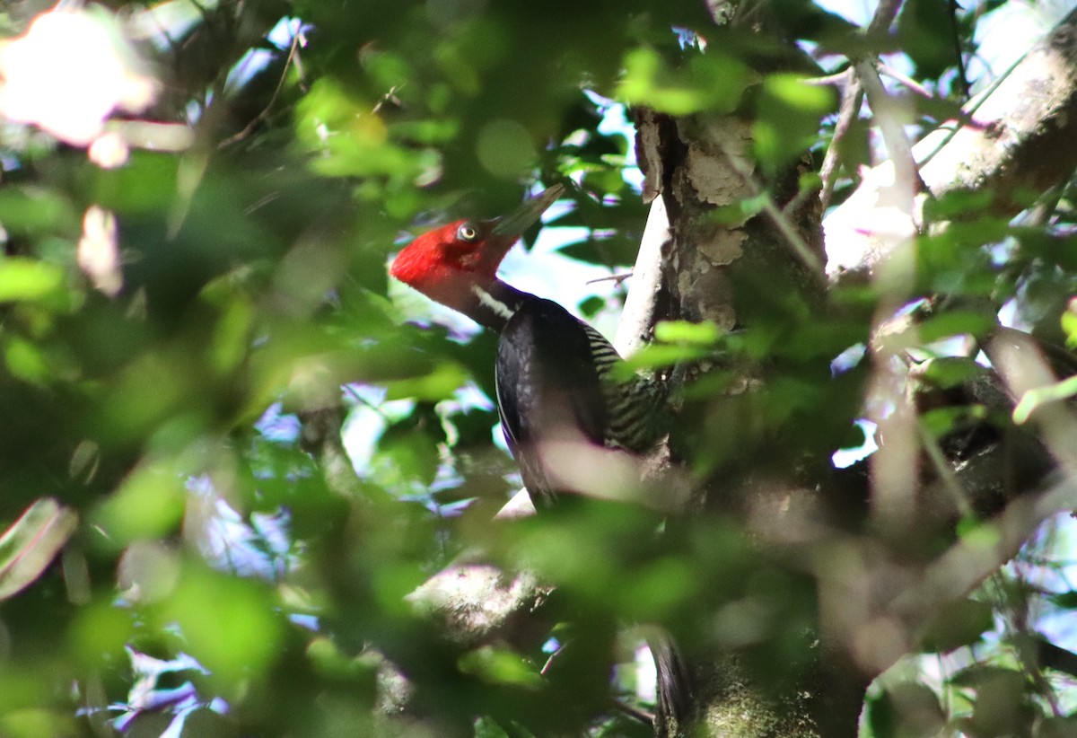 Pale-billed Woodpecker - Alejandro Aguilar
