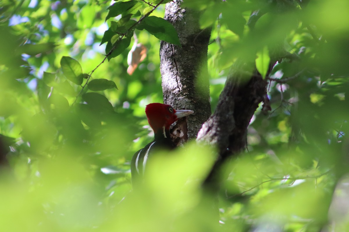 Pale-billed Woodpecker - Alejandro Aguilar