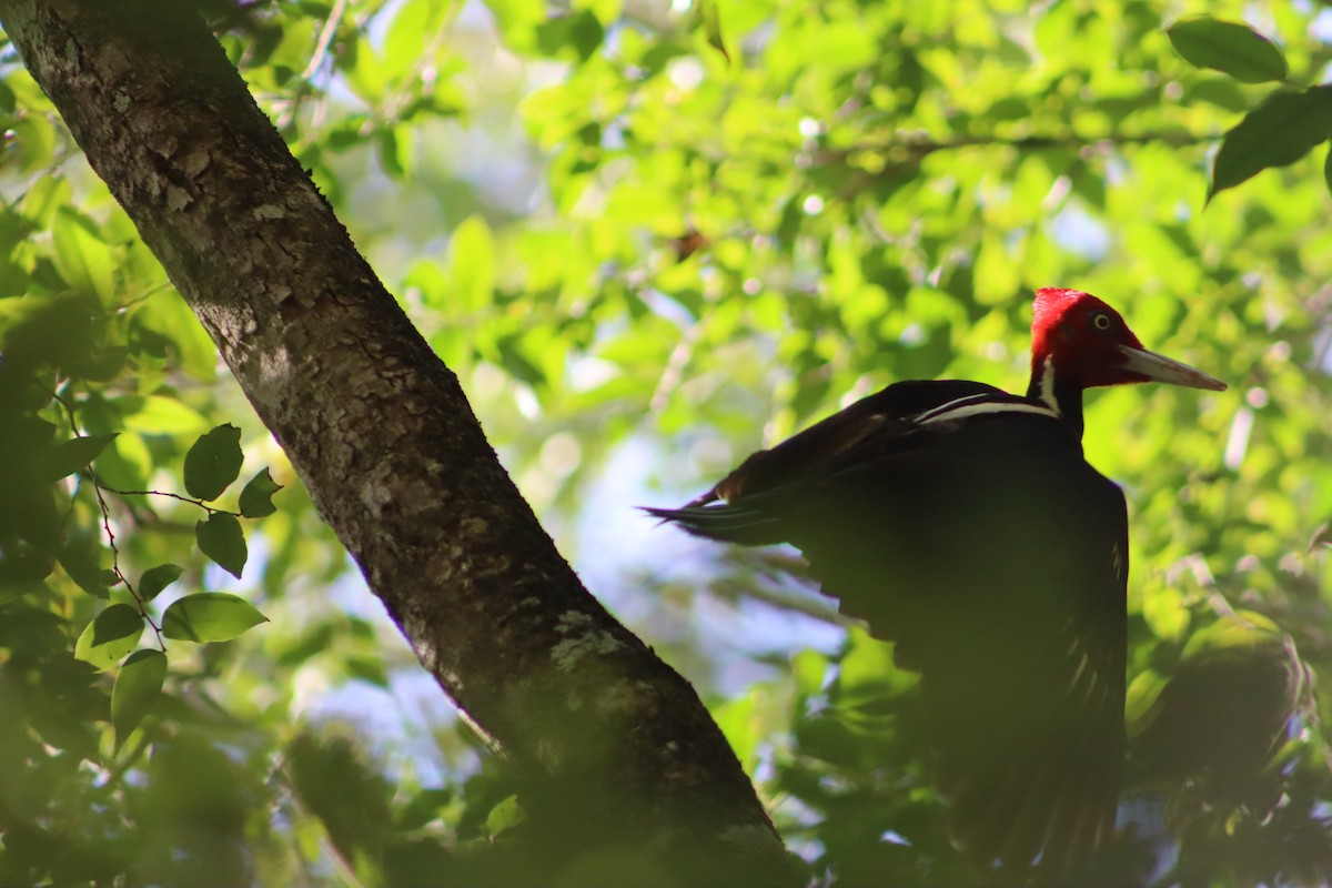 Pale-billed Woodpecker - Alejandro Aguilar