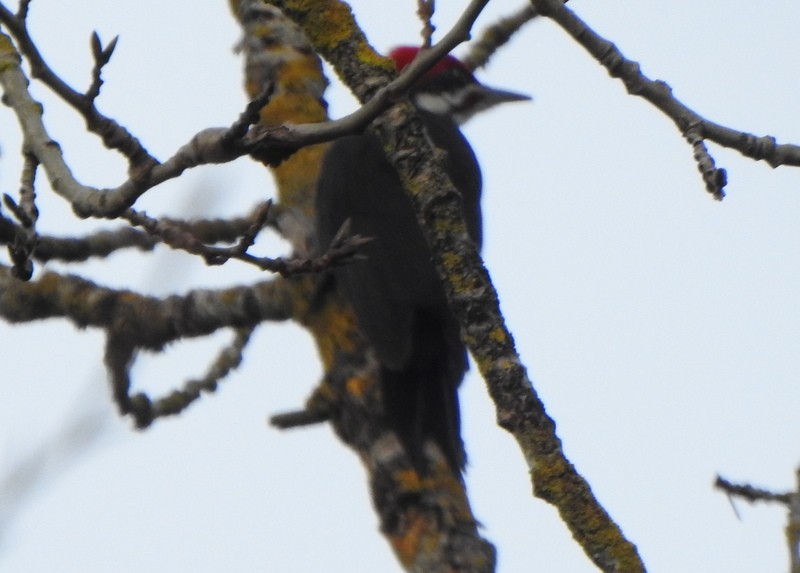 Pileated Woodpecker - ML614155405