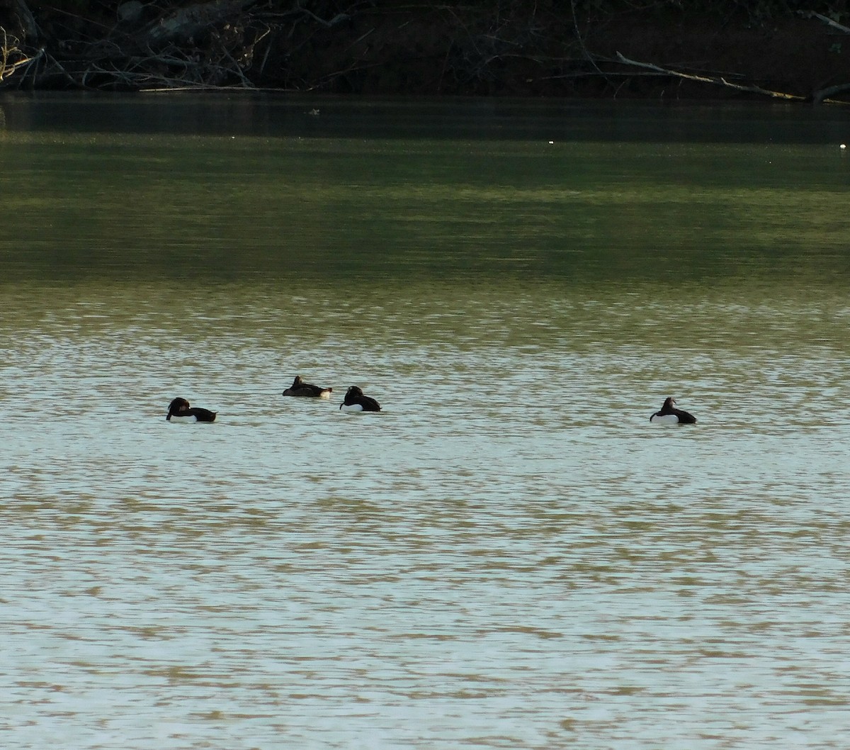 Tufted Duck - ML614155417