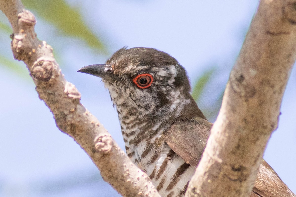 Little Bronze-Cuckoo (Little) - Andrew Marden