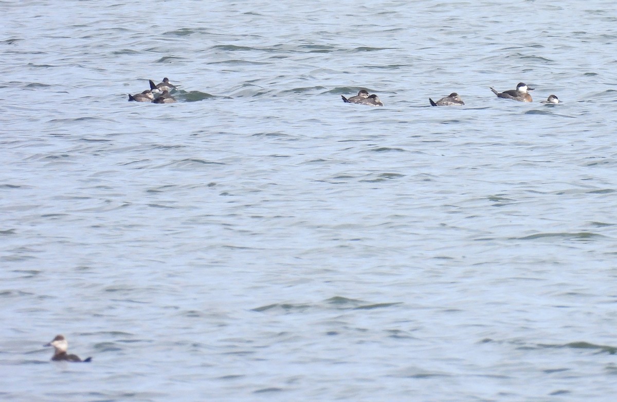 Ruddy Duck - ML614155476