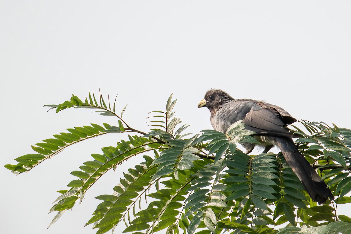 Eastern Plantain-eater - ML614155522