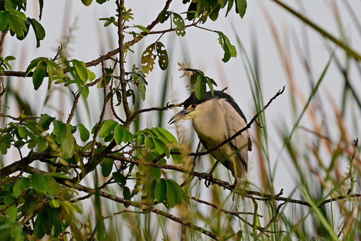 Black-crowned Night Heron - ML614155525