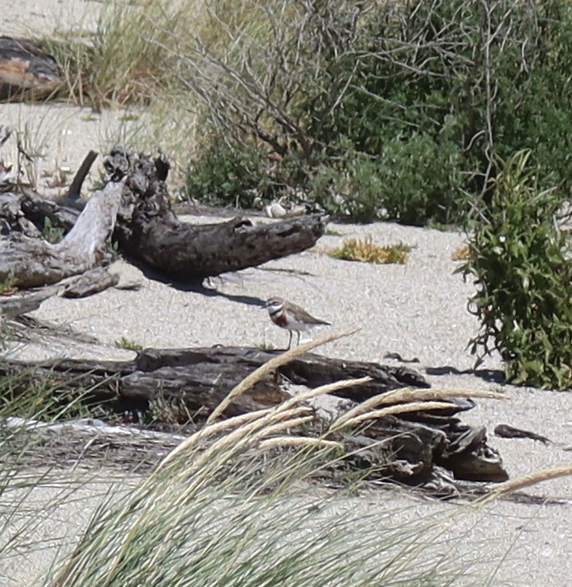 Double-banded Plover - ML614155578