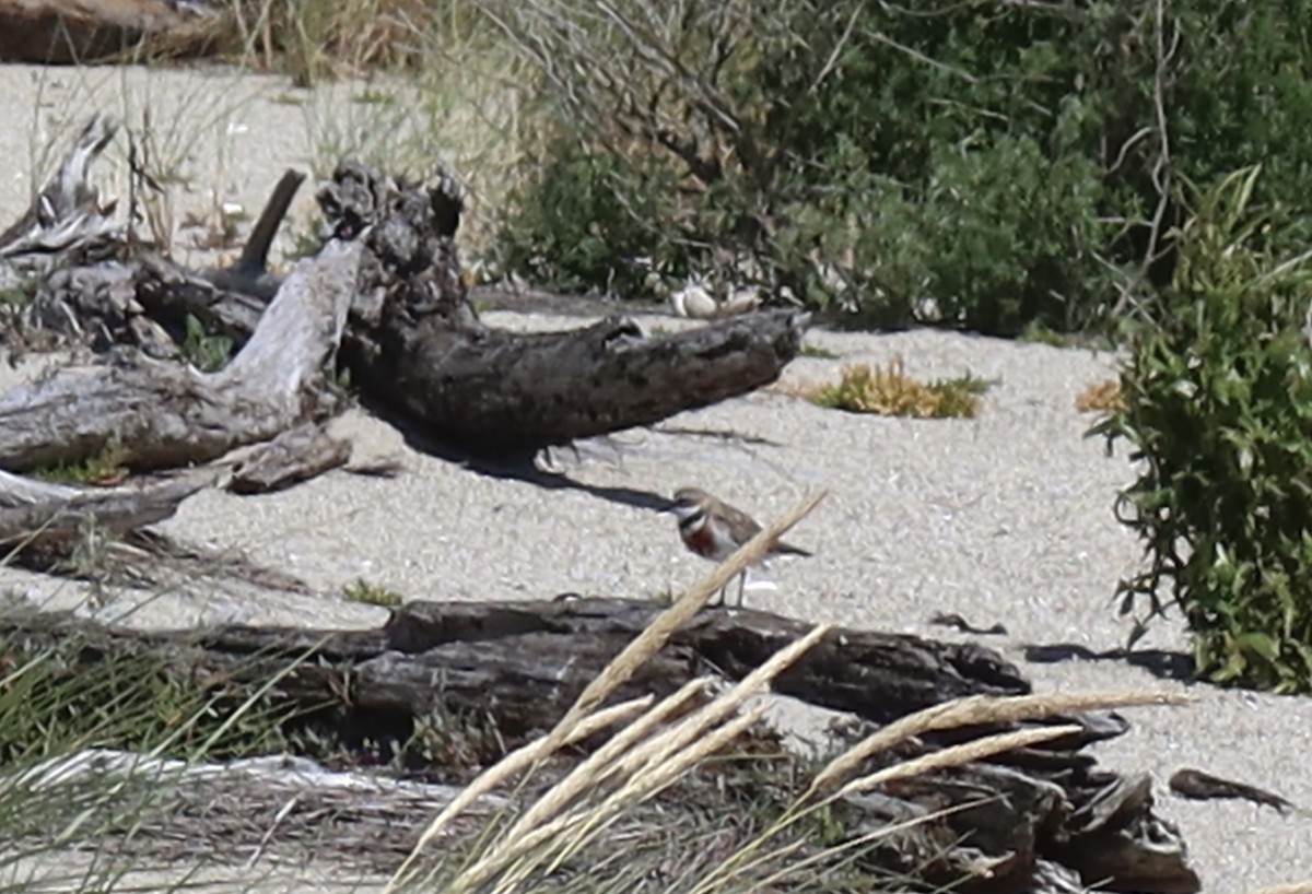 Double-banded Plover - ML614155579