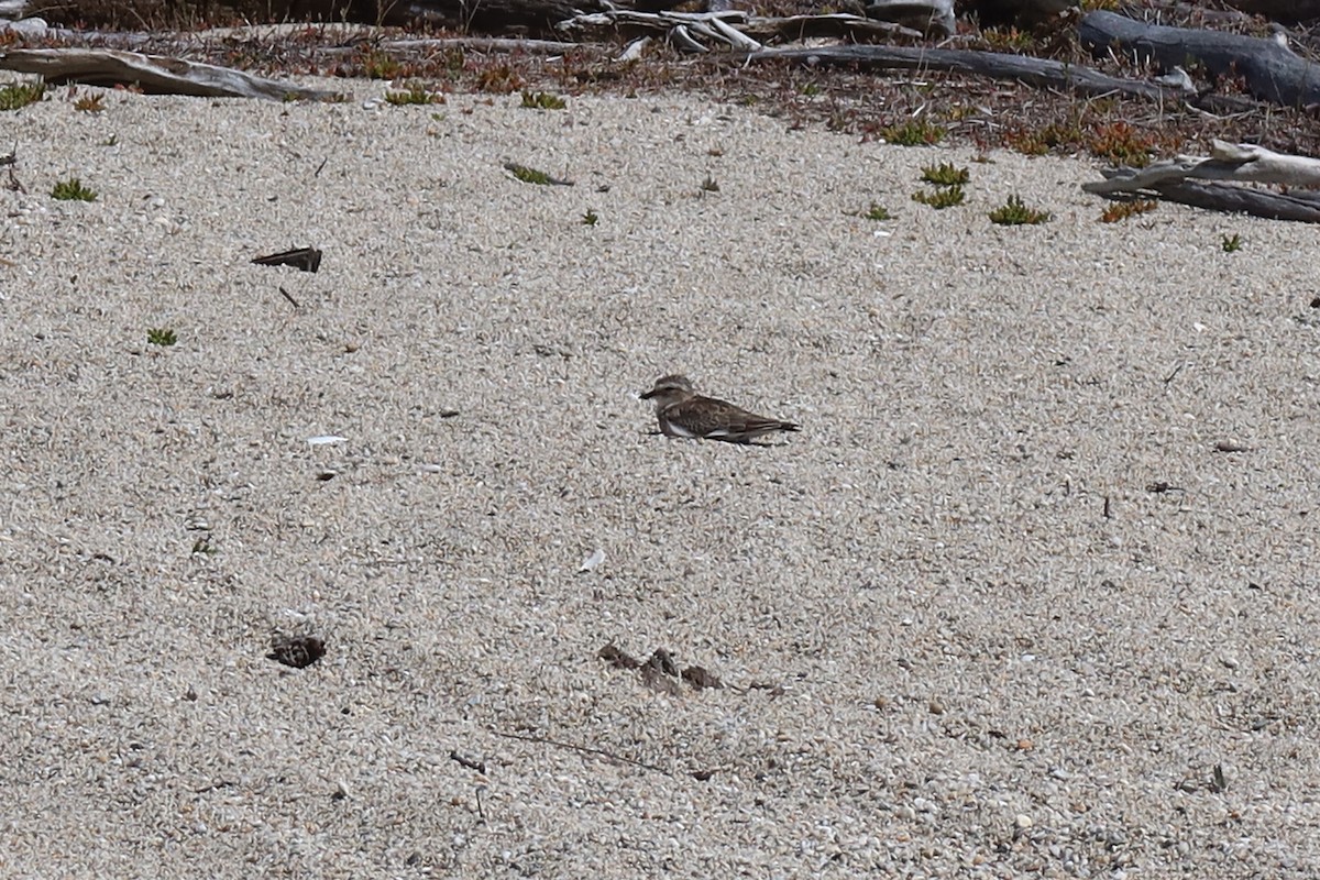 Double-banded Plover - ML614155582