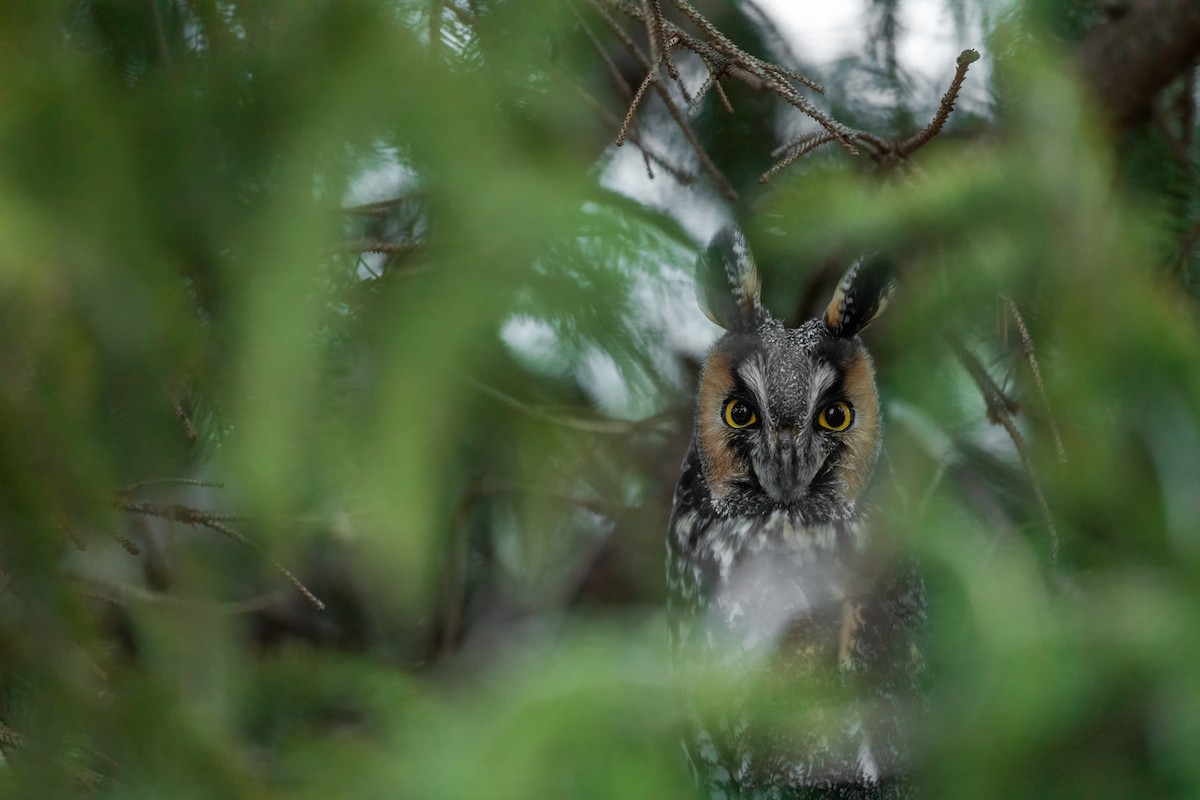 Long-eared Owl - ML614155634
