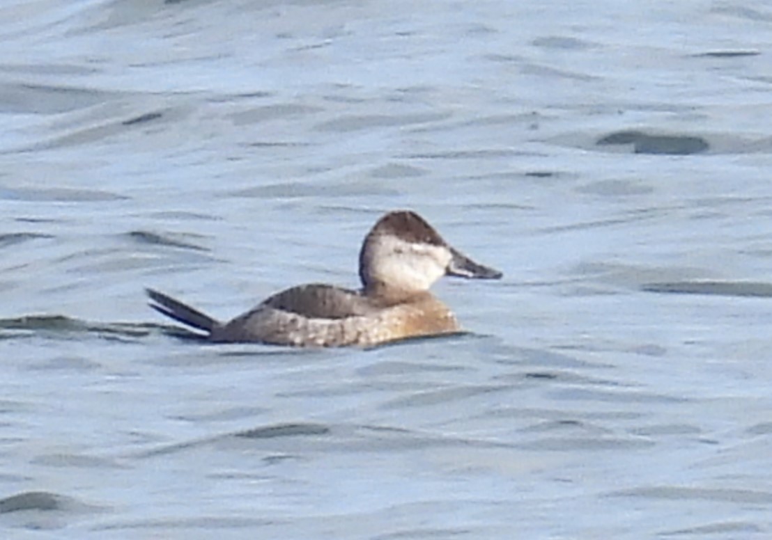 Ruddy Duck - ML614155686