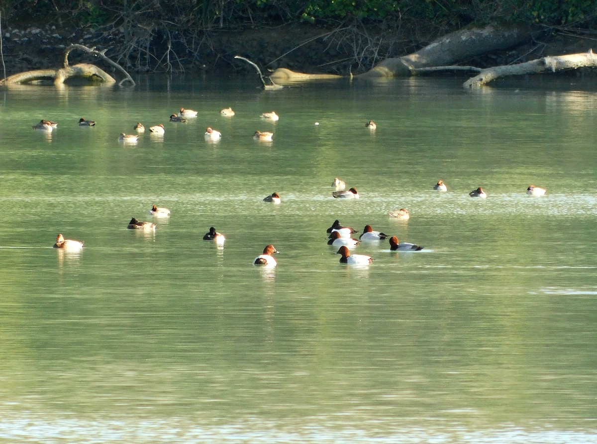 Common Pochard - ML614155708