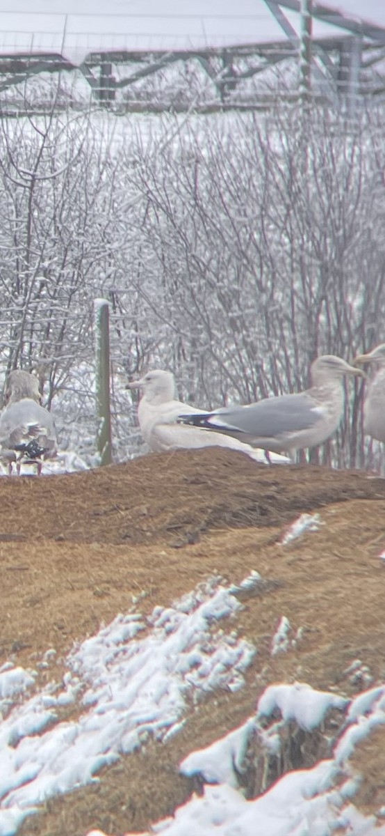 Glaucous Gull - ML614155757