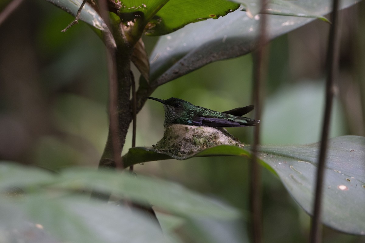 kolibřík bělokrký - ML614155776