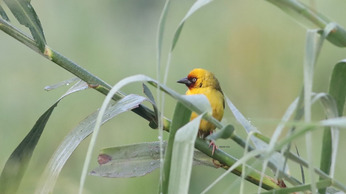 Northern Brown-throated Weaver - Fatih Izler