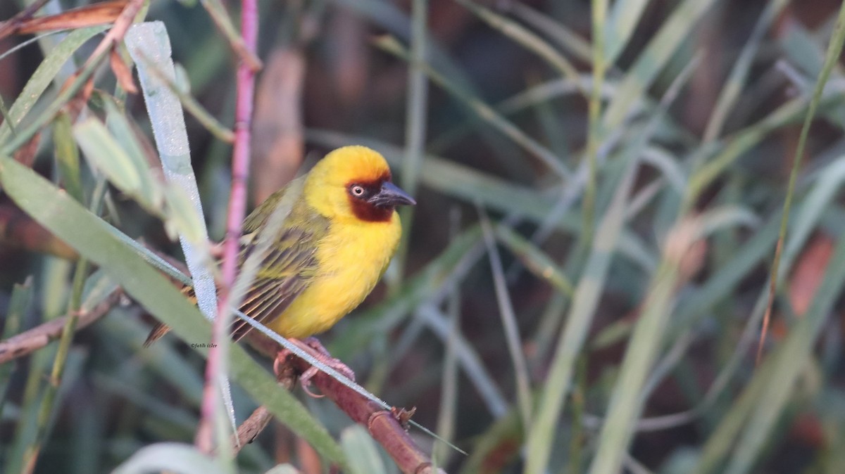 Northern Brown-throated Weaver - Fatih Izler