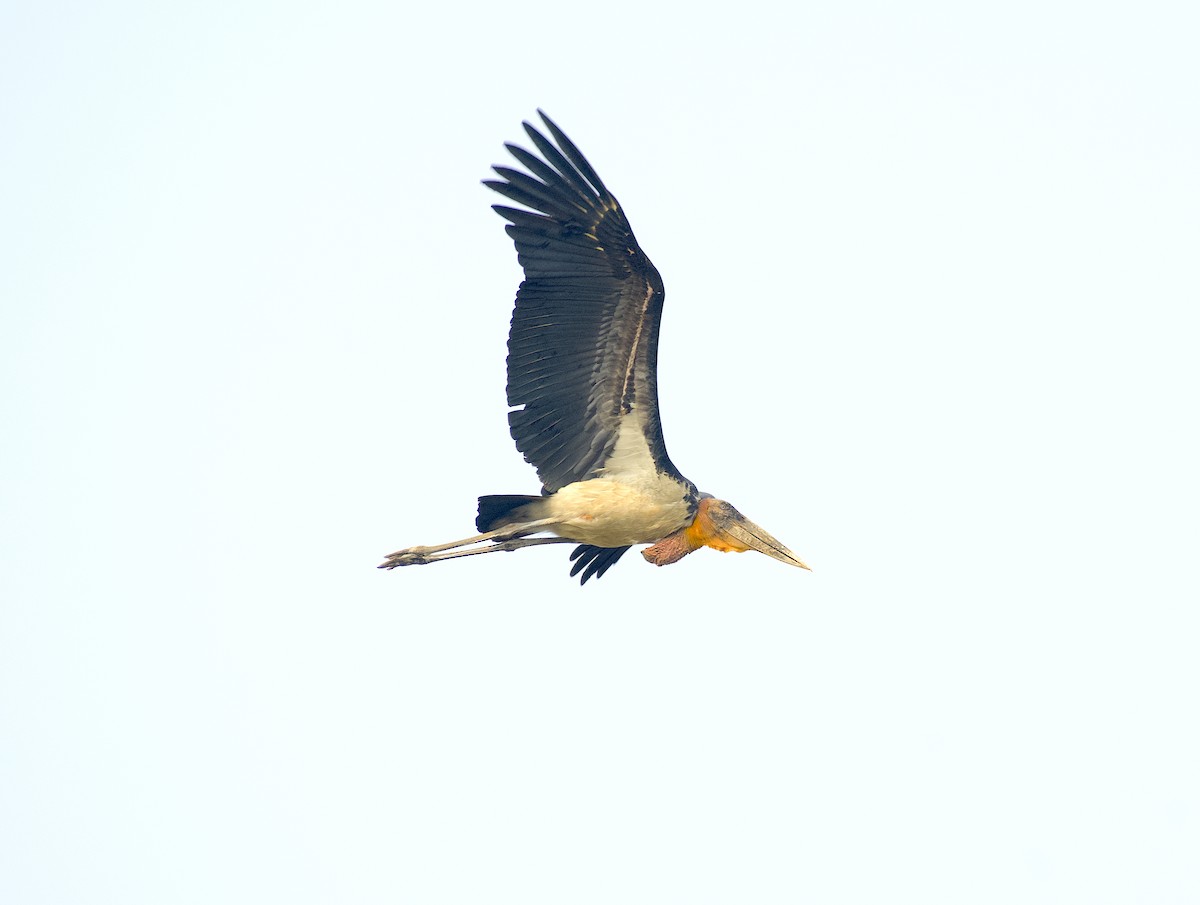Greater Adjutant - ML614155818