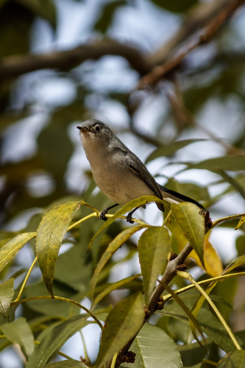 Blue-gray Gnatcatcher - ML614155845