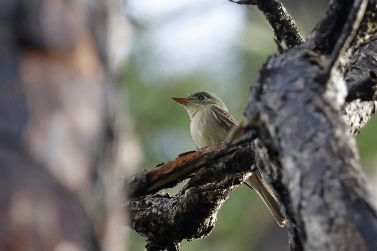 Cuban Pewee - ML614155904