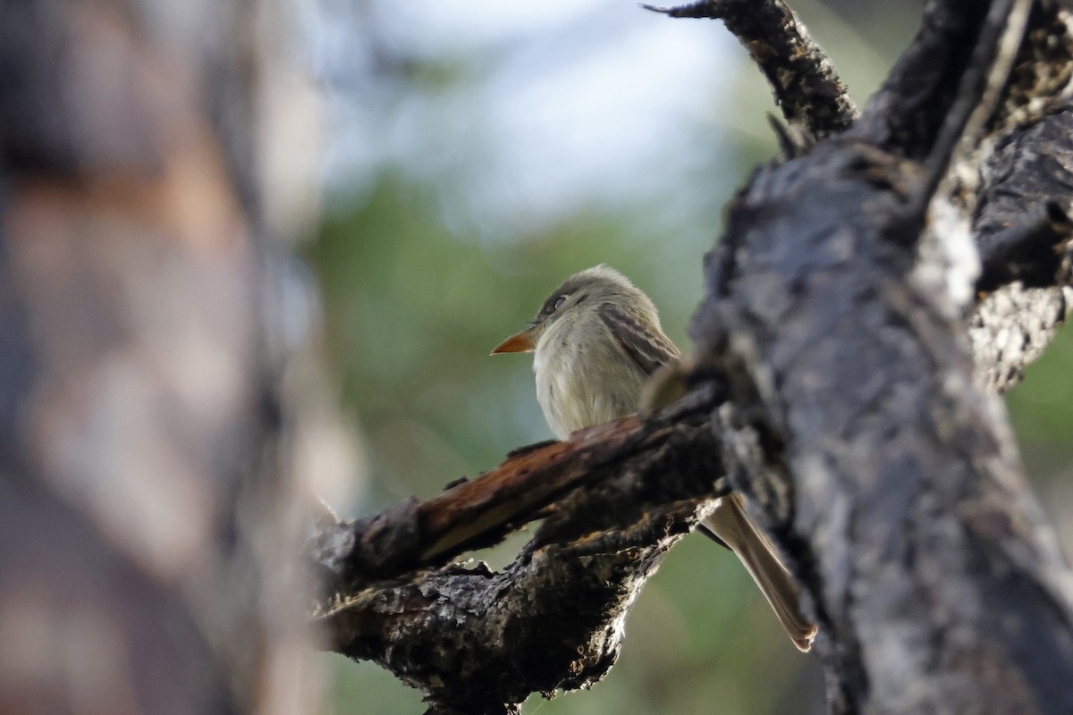 Cuban Pewee - ML614155905