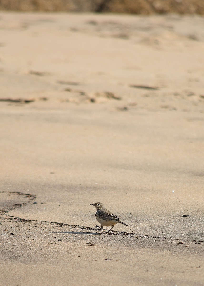 American Pipit - ML614155907