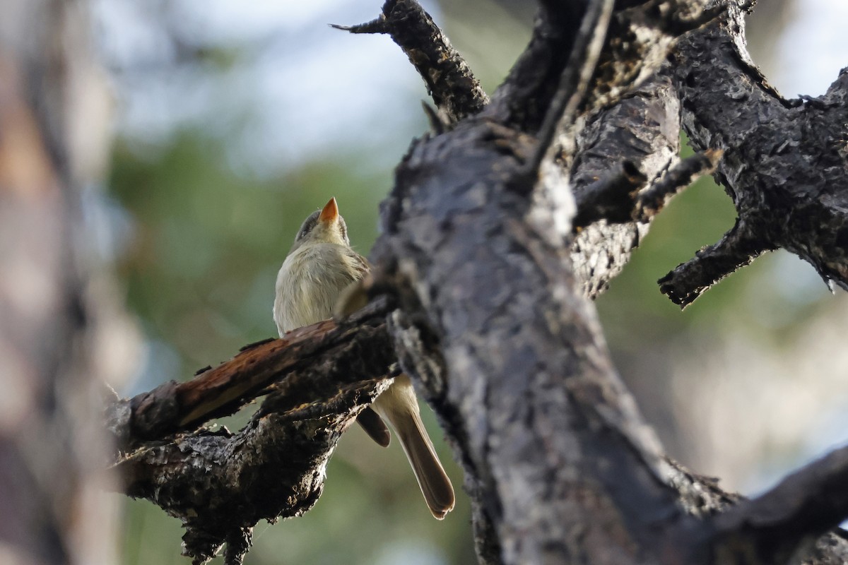 Cuban Pewee - ML614155924