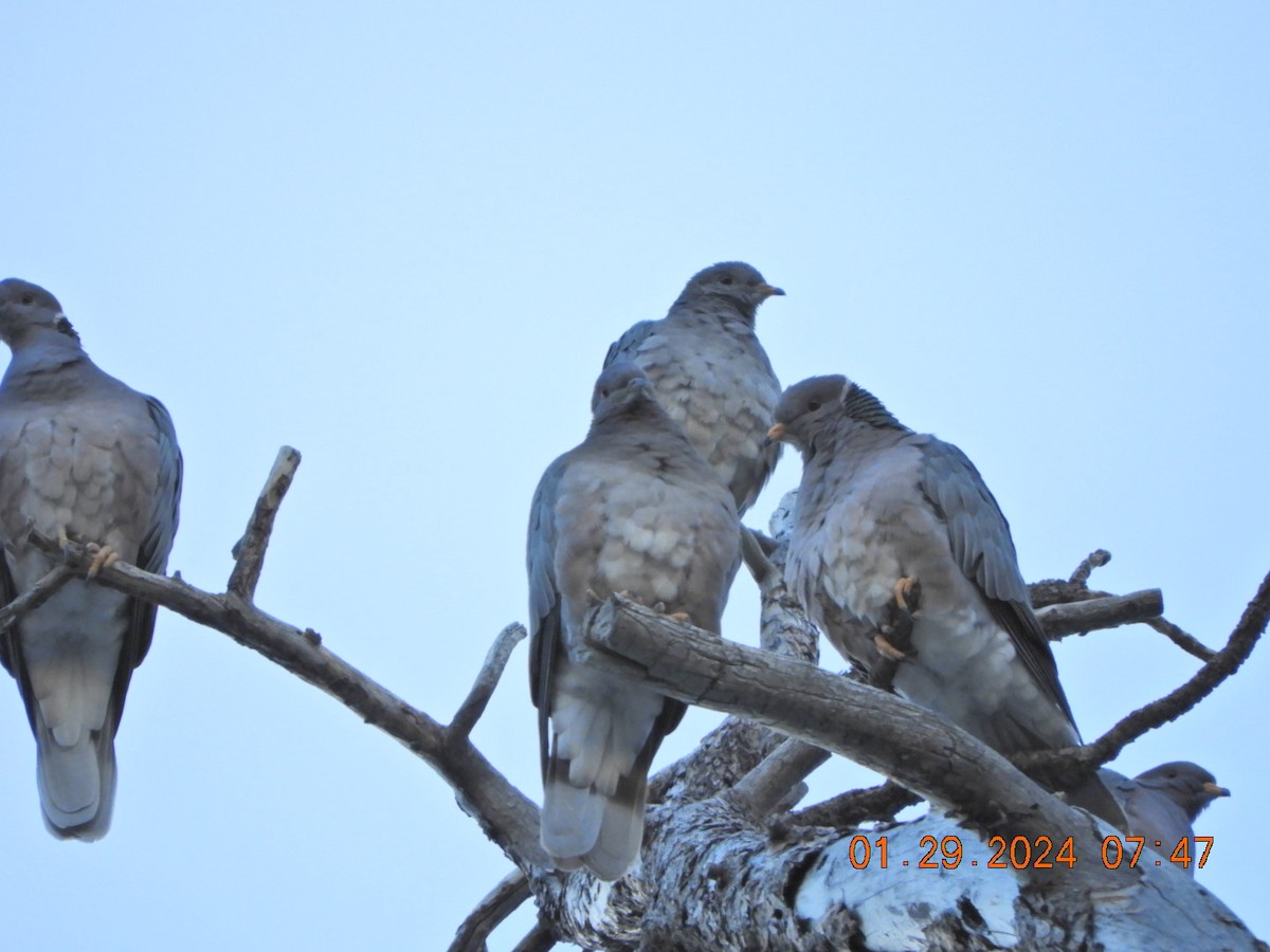 Band-tailed Pigeon - ML614155930