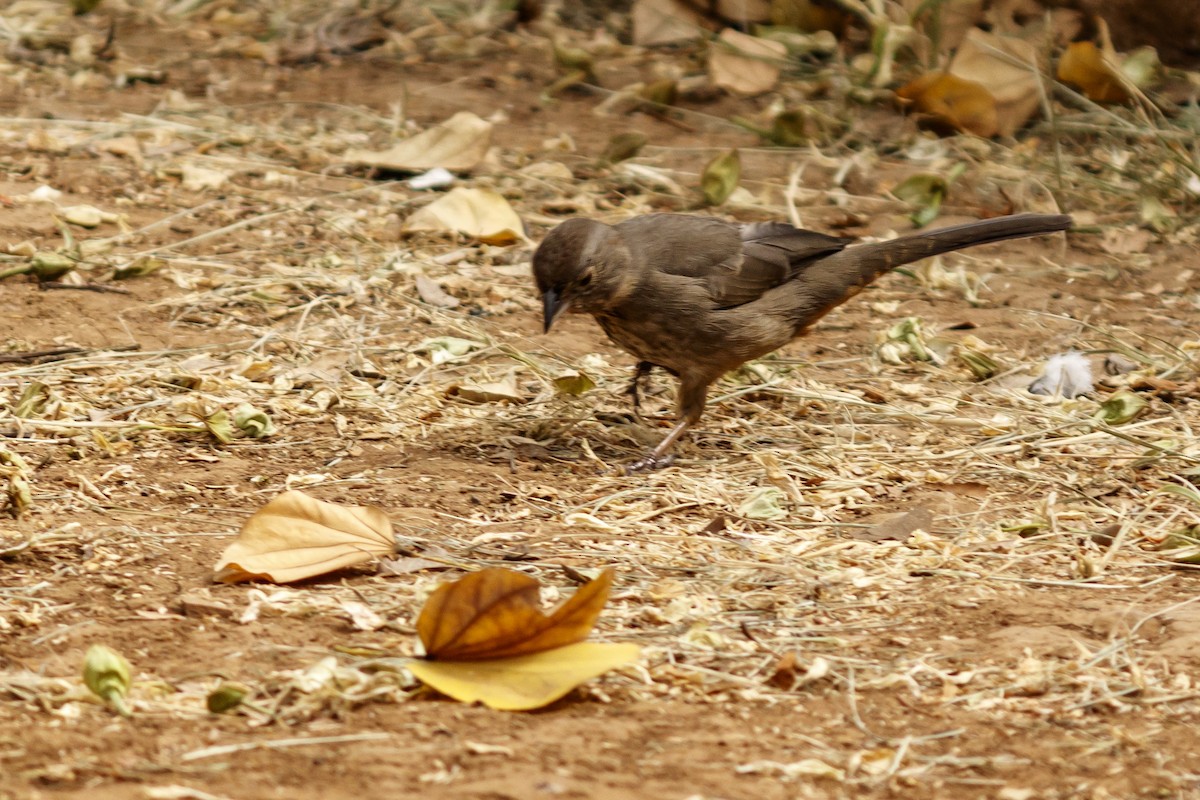 Canyon Towhee - ML614155949