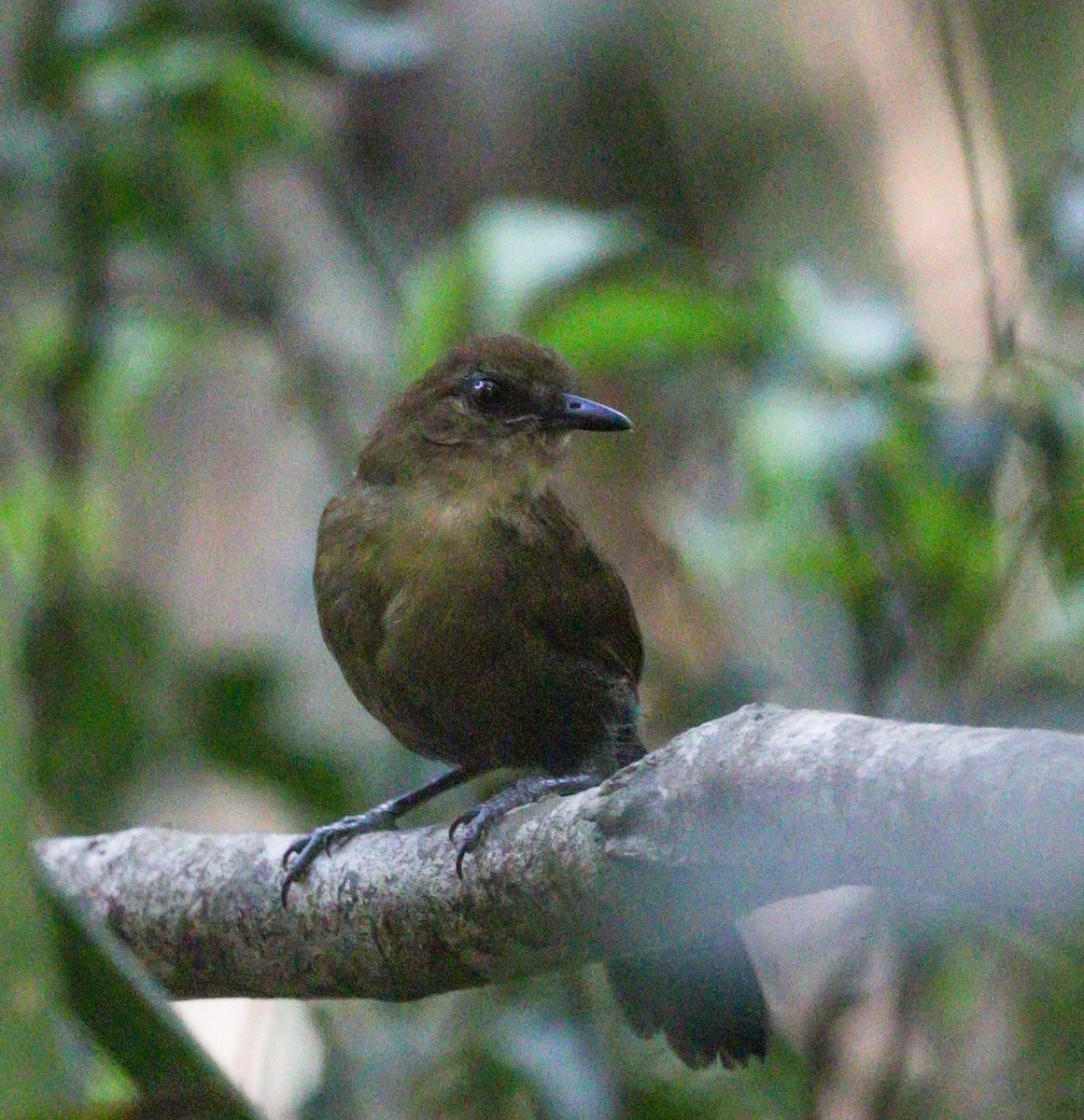 Weißrücken-Ameisenvogel - ML614155953