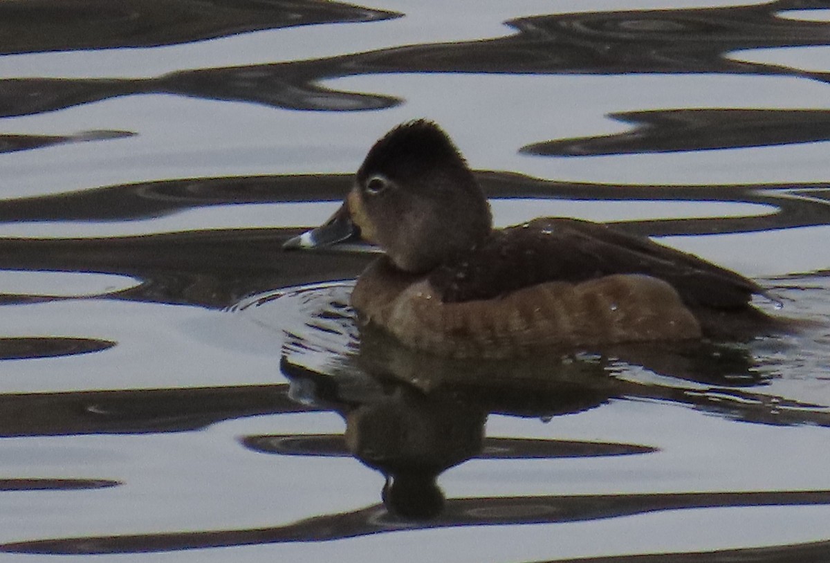 Ring-necked Duck - ML614155971