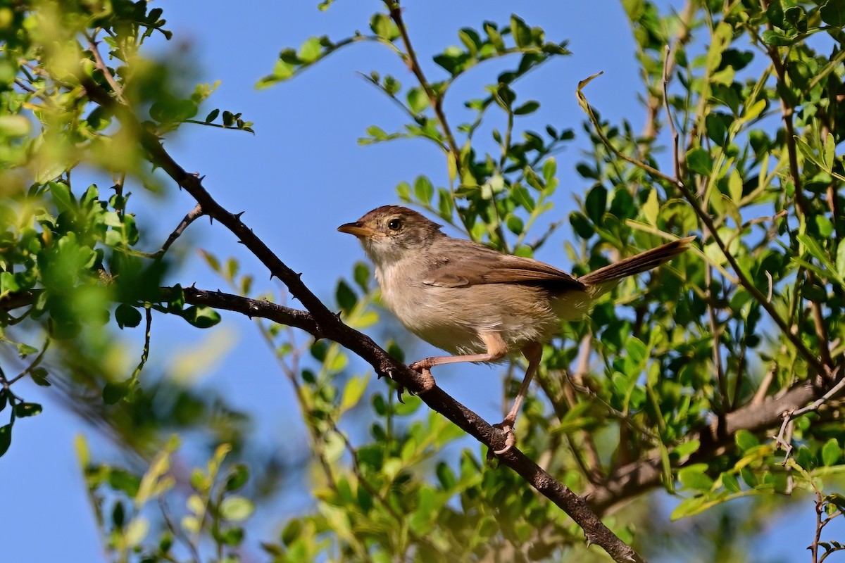 Boran Cisticola - ML614155978