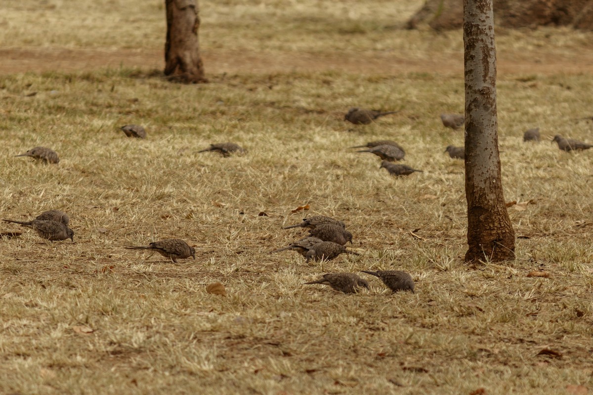 Inca Dove - ML614156002