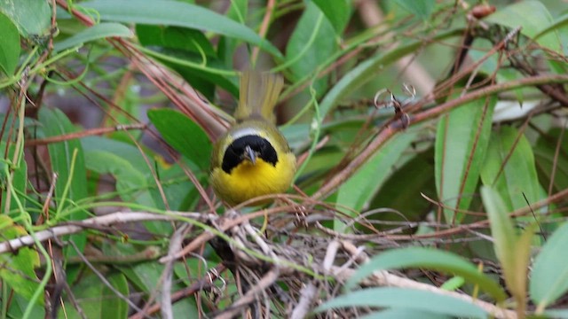 Bahama Yellowthroat - ML614156027