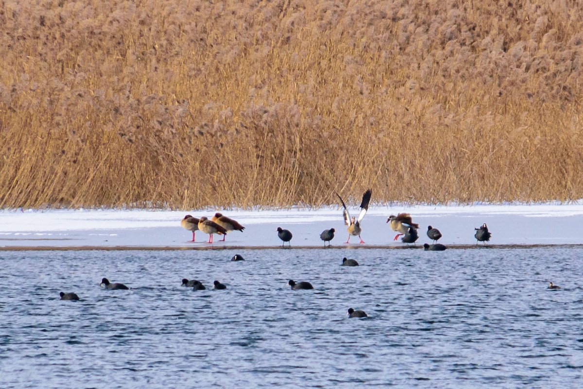 Egyptian Goose - ML614156028