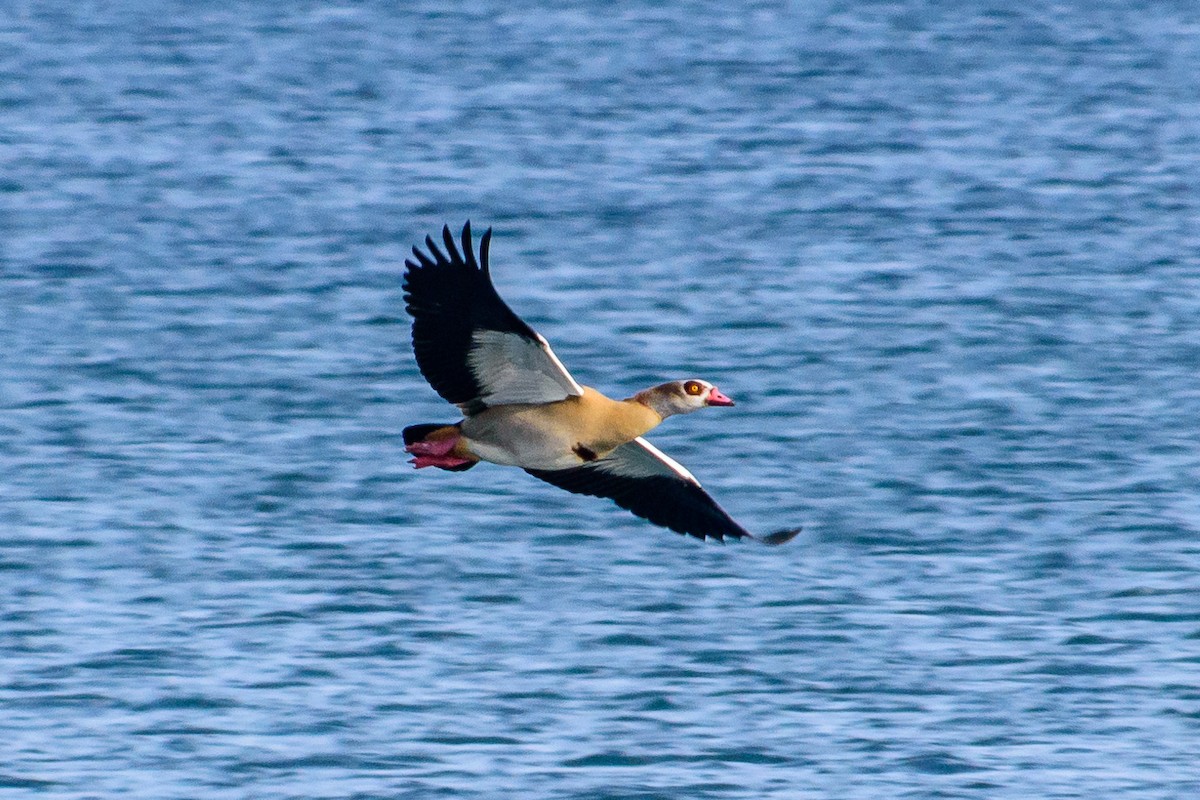 Egyptian Goose - ML614156029