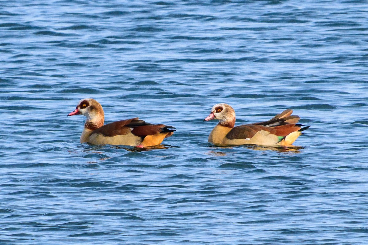 Egyptian Goose - ML614156030